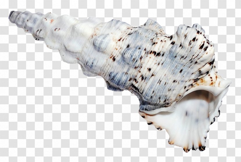 Seashell - Shellfish - Ocean Sea Shell Transparent PNG