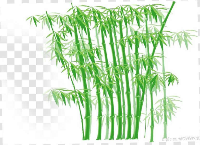 Bamboo Euclidean Vector Clip Art Transparent PNG