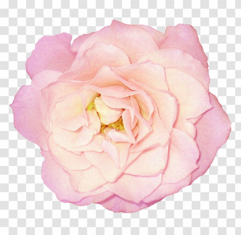 Garden Roses Flower Clip Art Floral Design - Flowering Plant - Bloom Transparent PNG