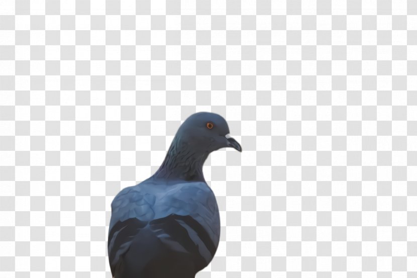 Dove Bird - Stock - Seabird Neck Transparent PNG