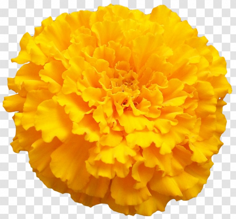 Mexican Marigold Orange Color Clip Art - Flower - Bright Flowers Transparent PNG