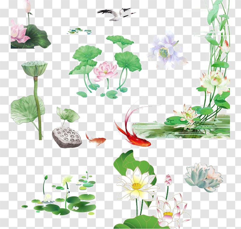 Common Carp Nelumbo Nucifera - Flowerpot - Intriguing Lotus Transparent PNG