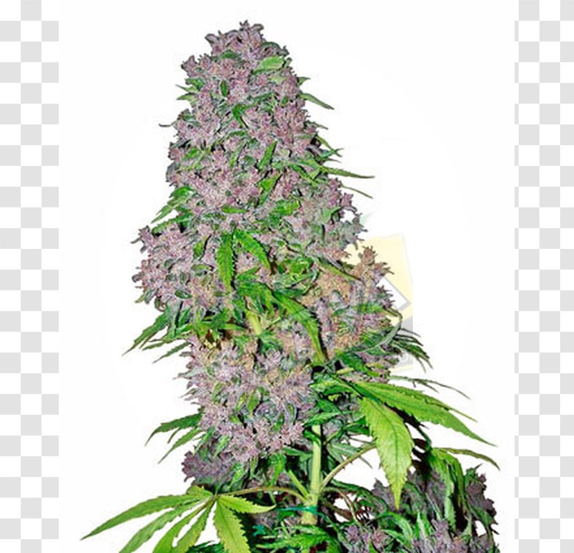 Cannabis Sativa Bud Sensi Seeds Kush - Color Transparent PNG