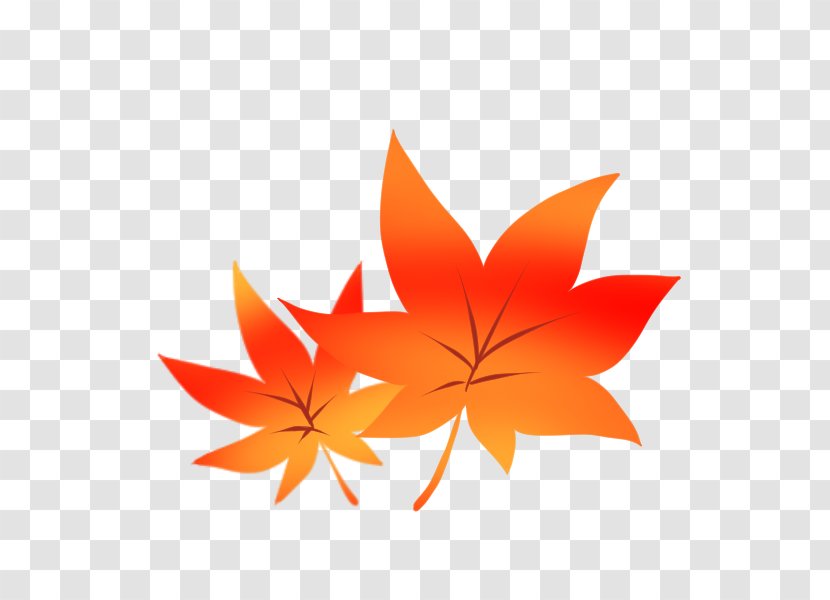 Autumn Leaf Color Wii U Tourism Maidenhair Tree - Orange - Japan Transparent PNG