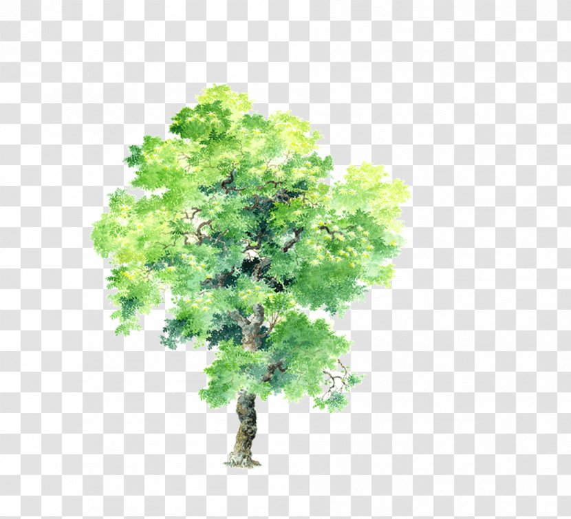 Tree Drawing Plant Computer-aided Design Transparent PNG