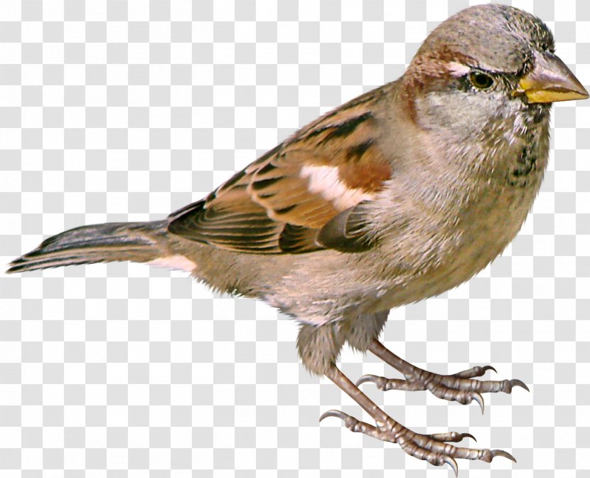 House Sparrow Bird Clip Art - Brambling Transparent PNG