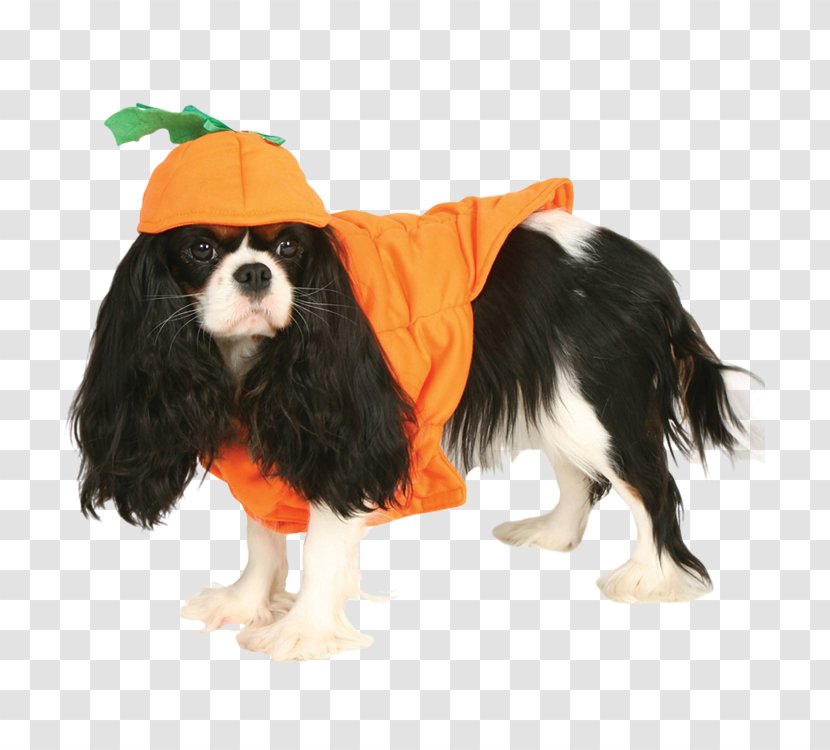 Cavalier King Charles Spaniel Clothing Pet Dog Breed - Puppy Transparent PNG