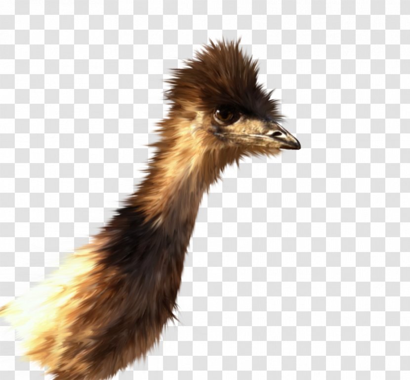 Emu Common Ostrich Feather Beak 22 November - Ratite Transparent PNG