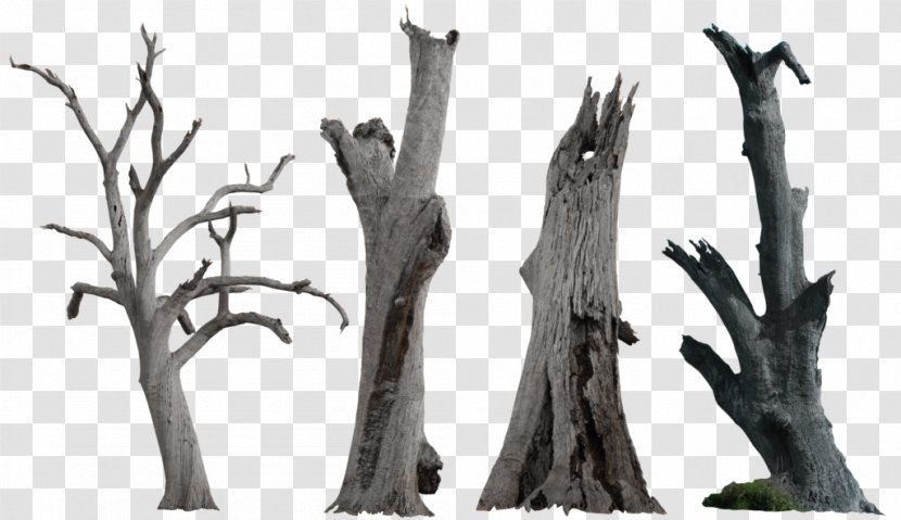 Tree Snag Clip Art - Plant - Dead Clipart Transparent PNG