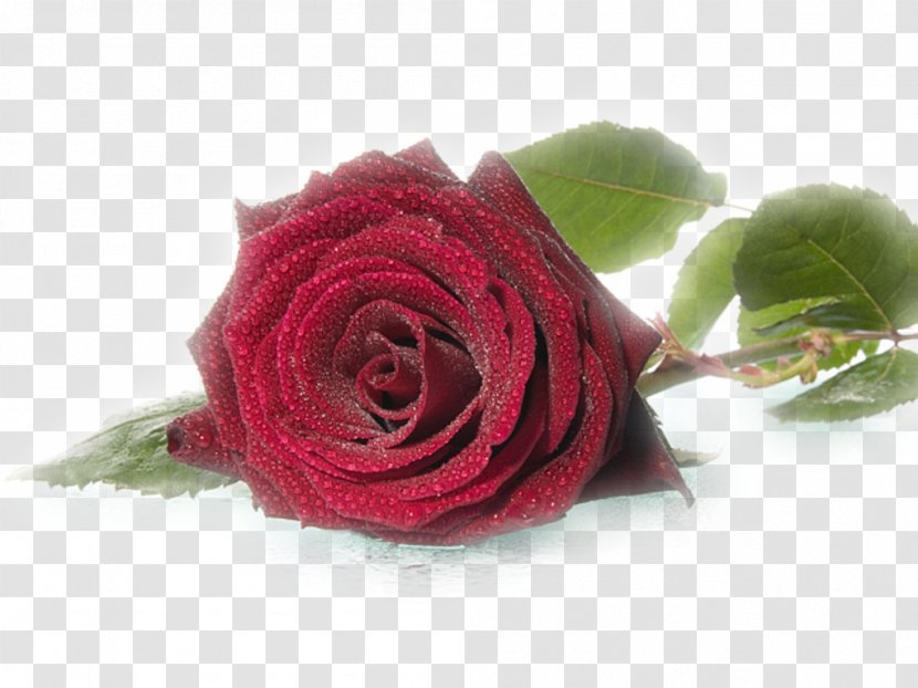 Rose Wedding Flower Desktop Wallpaper Birthday - Rosa Centifolia - L'amore E Transparent PNG