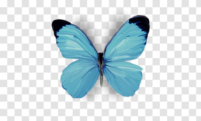 Gossamer-winged Butterflies Butterfly .com Flower - Azure Transparent PNG