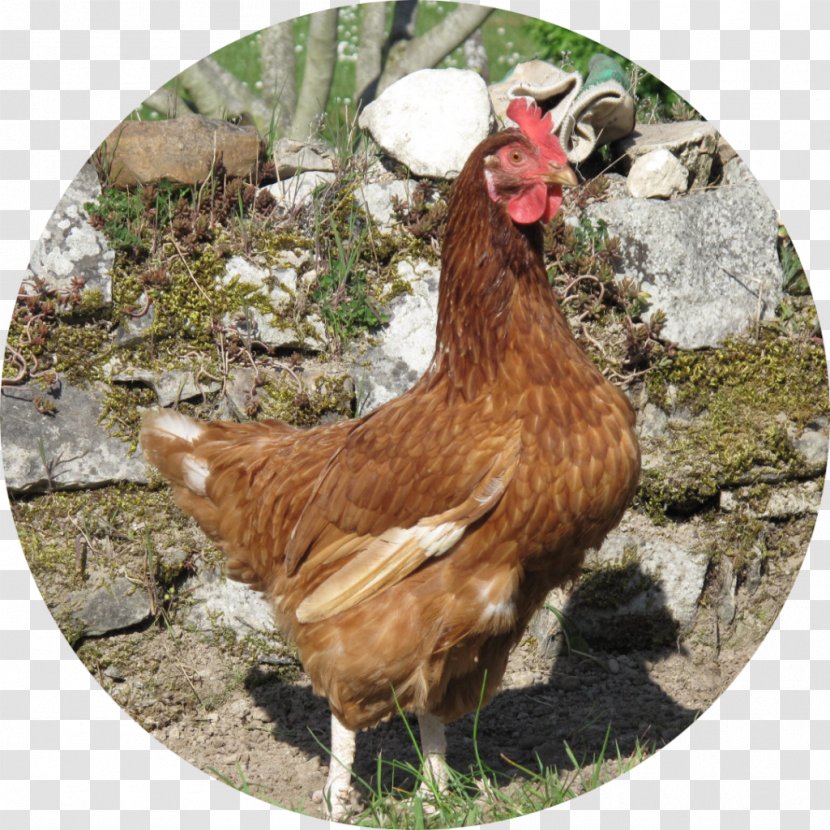 Rooster Fauna Beak Chicken As Food - Bird - Poule Transparent PNG