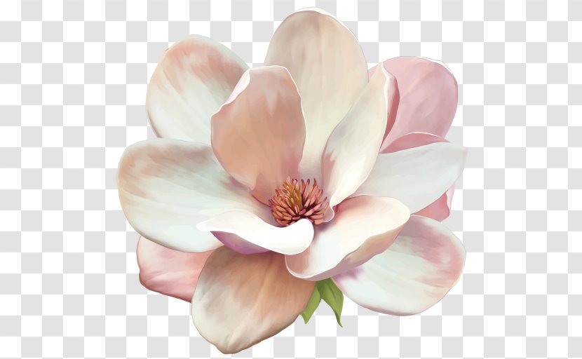Magnolia Denudata Flower - Creative Market Transparent PNG