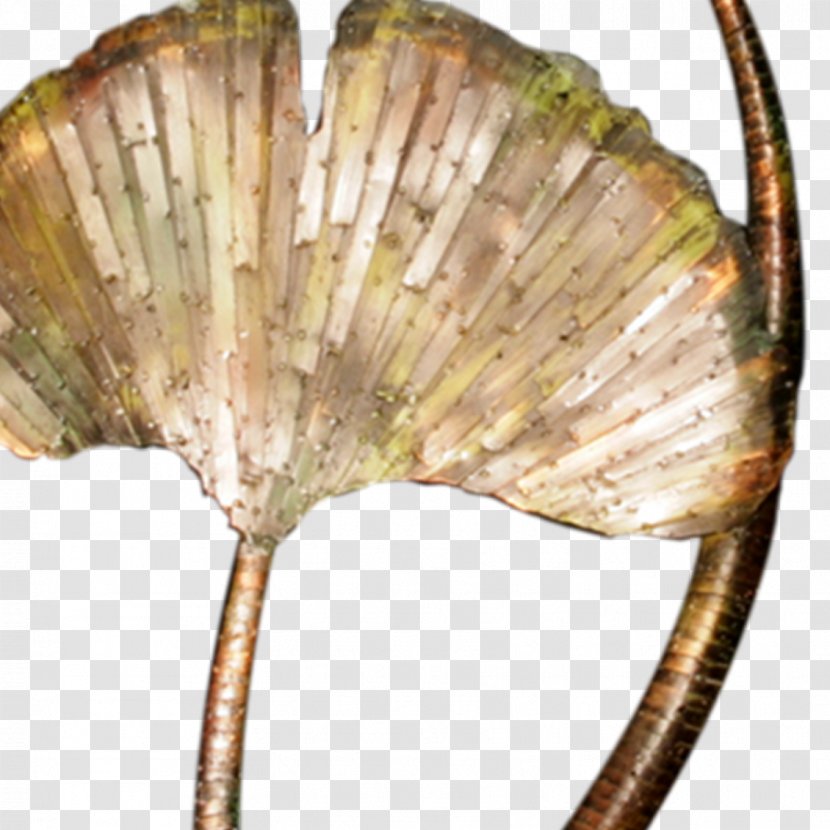 Ginkgo Biloba Seashell Living Fossil Art - Medicine Transparent PNG