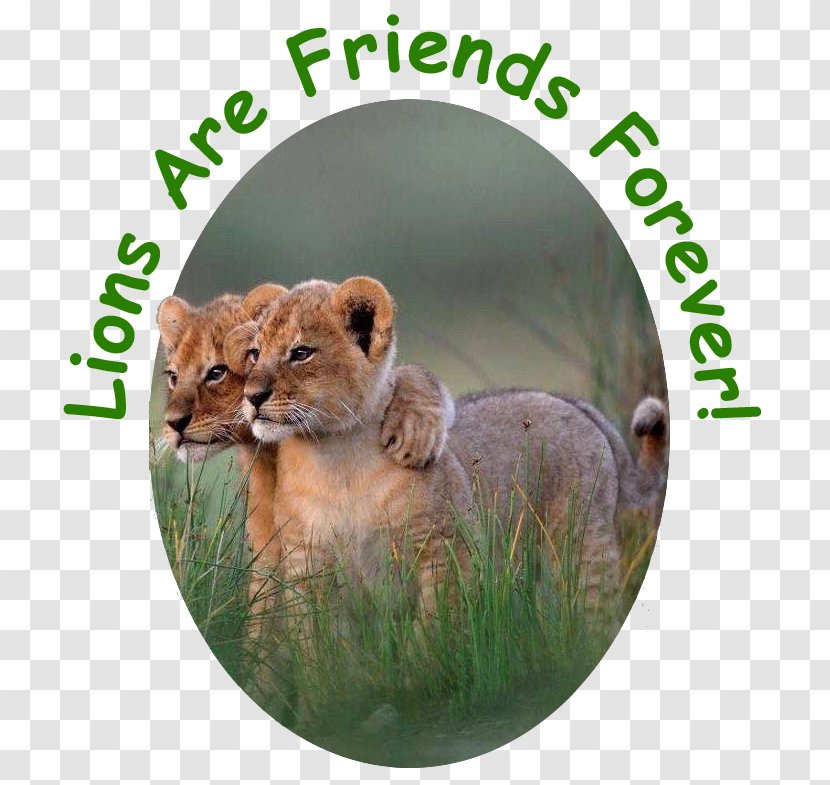 Lion Animal Cat Überleben: Wenn Tiere Heranwachsen Wildlife - Nature Transparent PNG