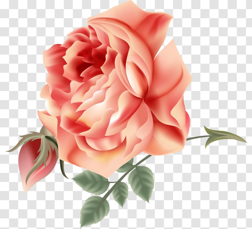 Garden Roses Centifolia Cottage Flower Floribunda - Rose Order Transparent PNG