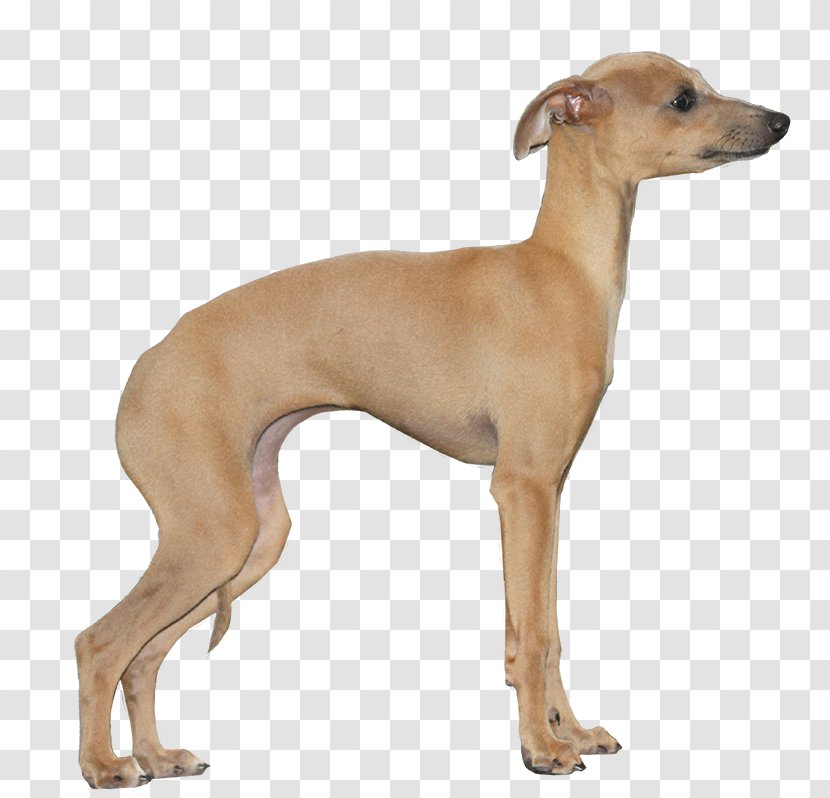 Italian Greyhound Whippet Polish Mudhol Hound - Sighthound Transparent PNG