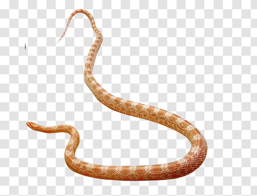 Rattlesnake Vipers Elapid Snakes Cobra - Viper - Snake Transparent PNG