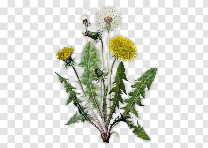 The Dandelion Coffee Common Drawing Herb - Plant Transparent PNG