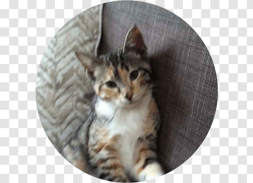 European Shorthair American Dragon Li Bengal Cat Toyger - Aegean - Pet Adoption Transparent PNG