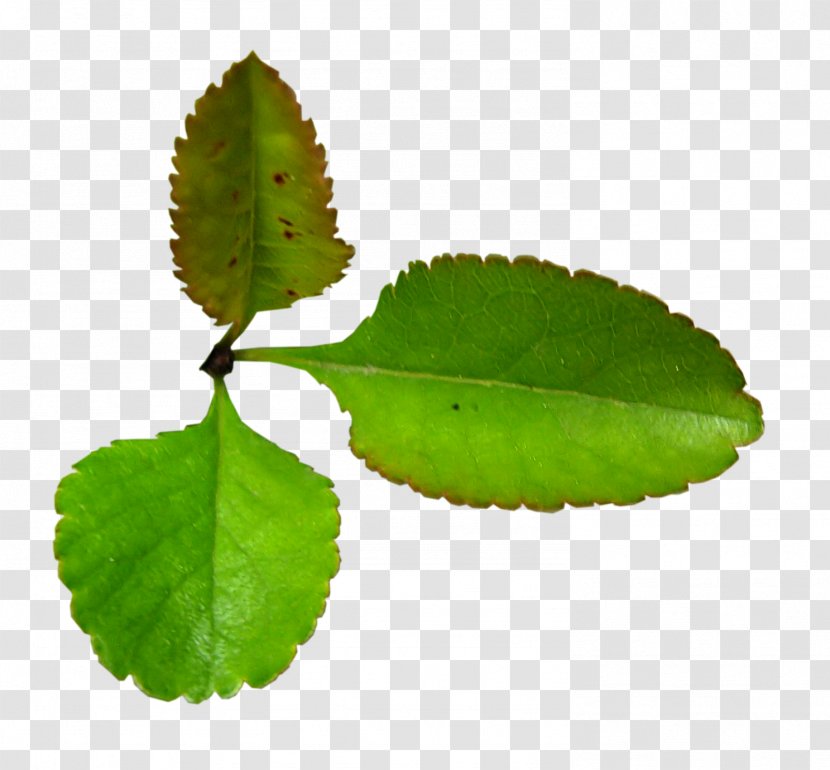 Leaf Herb Plant Stem Clip Art - Picture Frames Transparent PNG