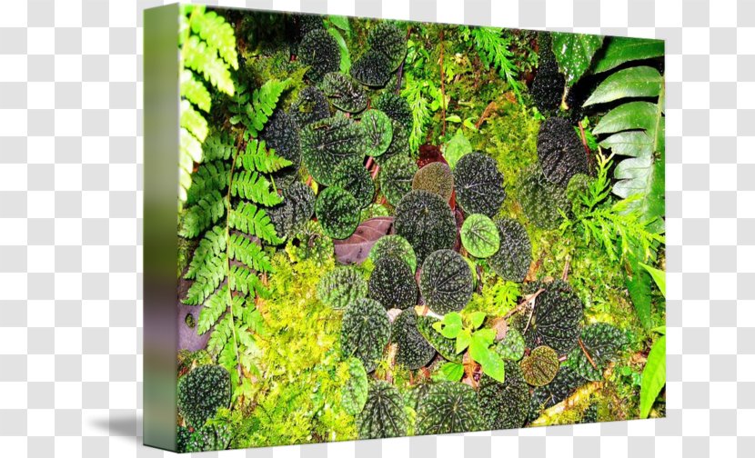 Moss Biome Aquariums Vegetation Aquatic Plants - Forest Floor Transparent PNG