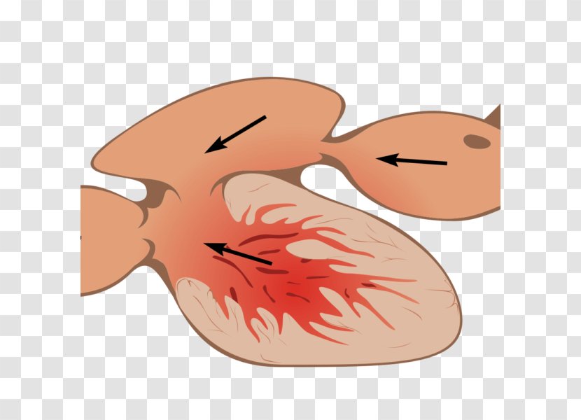 Vertebrate Bony Fishes Heart Anatomy - Fish Transparent PNG