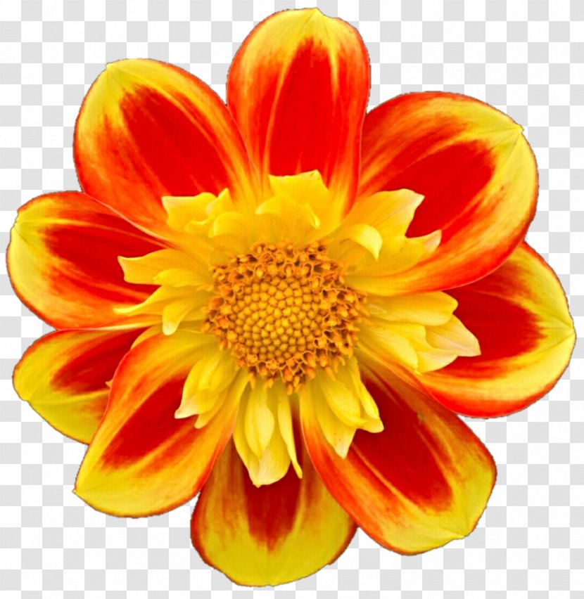 Dahlia Floristry Transvaal Daisy Cut Flowers Chrysanthemum Transparent PNG