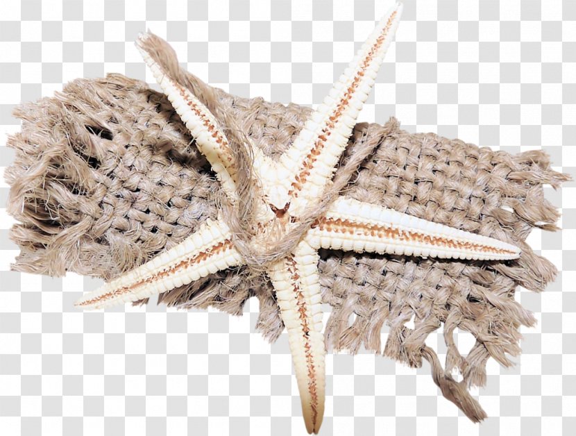 Seashell Starfish Polyvore Landscape Yandex Search - Sailor Transparent PNG