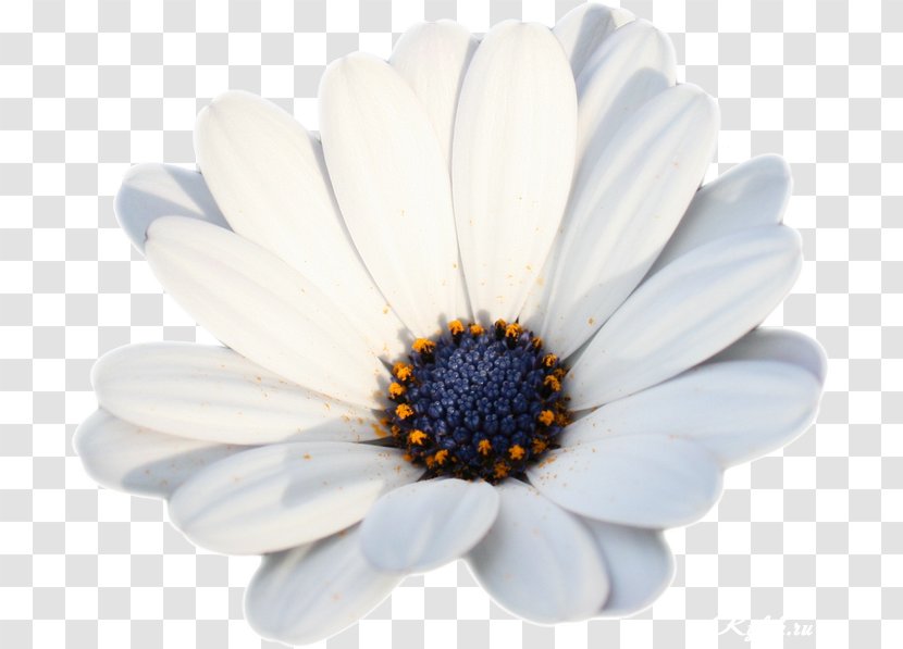 German Chamomile Roman - Animation - Camomile Transparent PNG