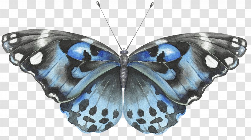 Butterfly Euclidean Vector - Invertebrate - Blue Transparent PNG