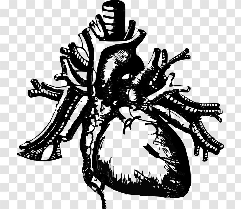 Human Body Heart Health Hunkpapa Image - Cartoon Transparent PNG