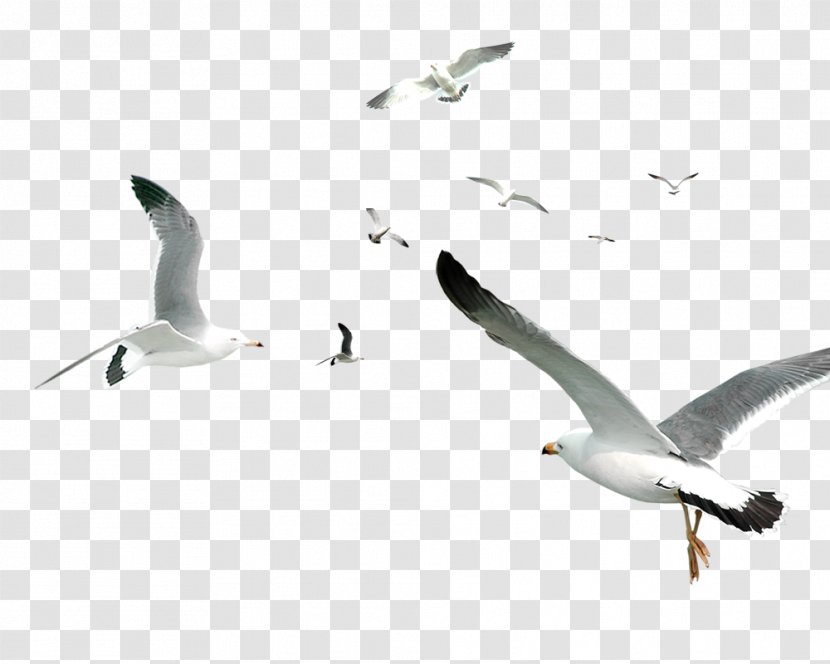 Flying Bird Gulls Flocks - Fauna - White Simple Seagull Decorative Pattern Transparent PNG