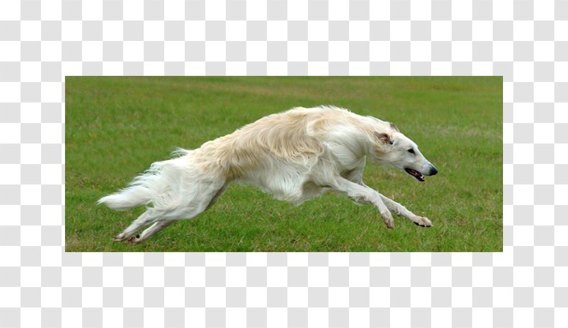 Borzoi Saluki Silken Windhound Whippet Polish Greyhound - Dog Breed Group Transparent PNG