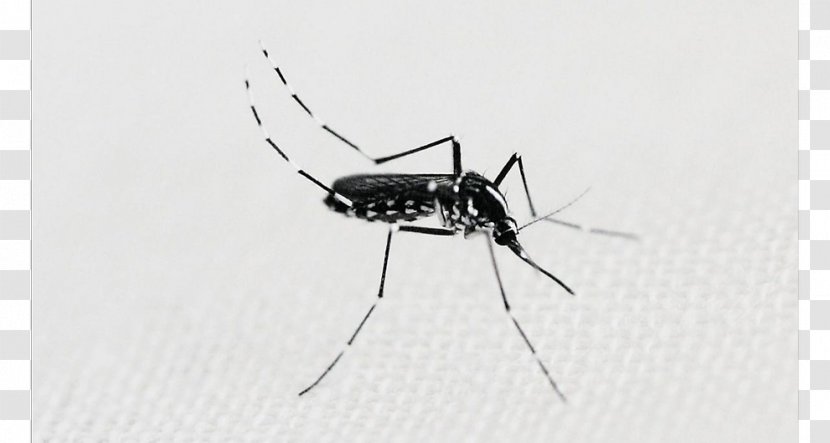 Mosquito Insect White - Membrane Winged - Dengue Fever Transparent PNG