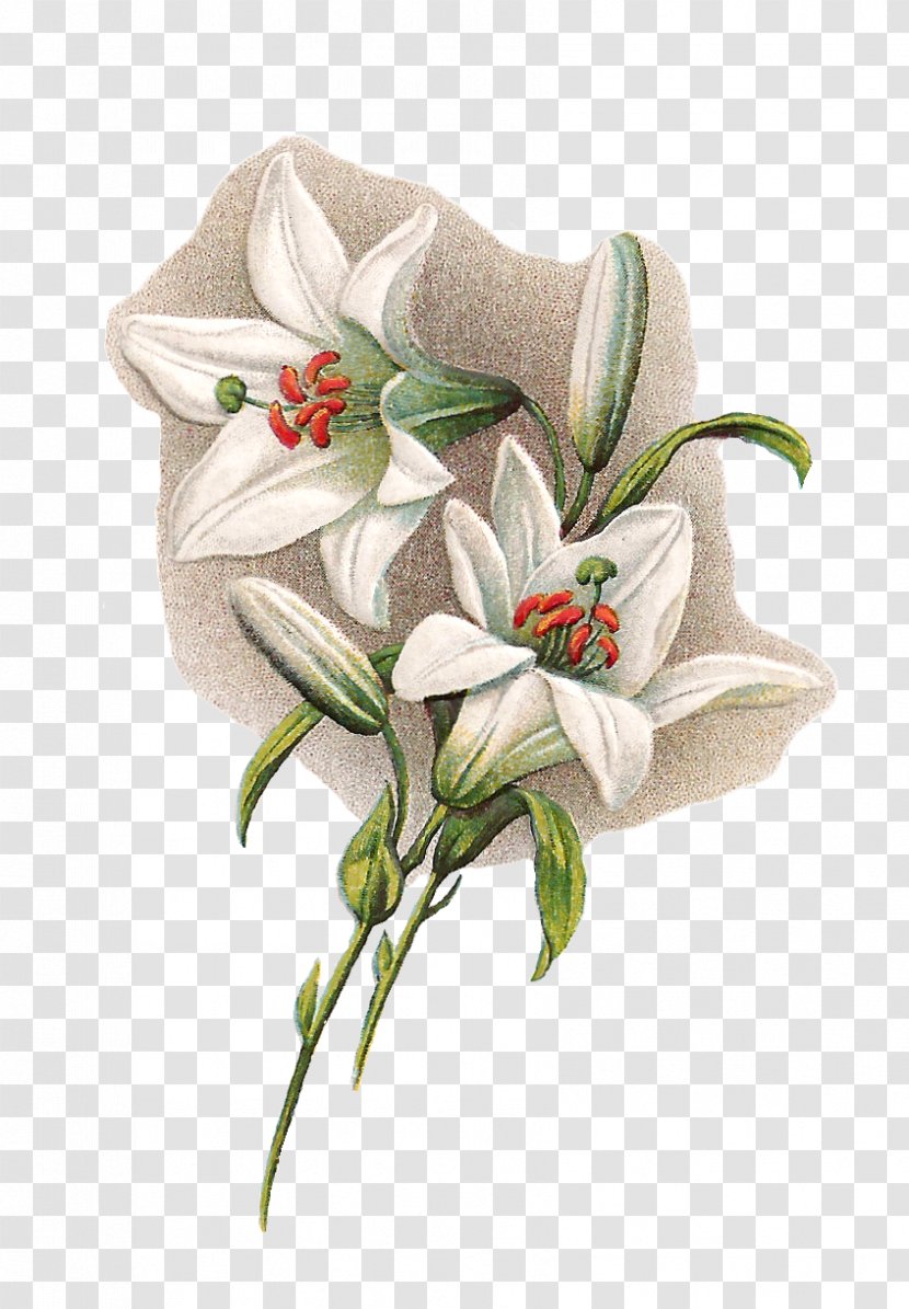 Flower Easter Lily Lilium Candidum Clip Art - Flora - Water Lilies Transparent PNG