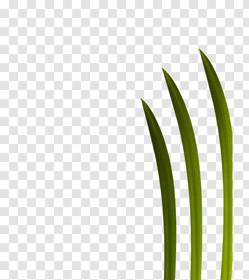 Leaf Grasses Green Plant Stem Font - Grass Family Transparent PNG