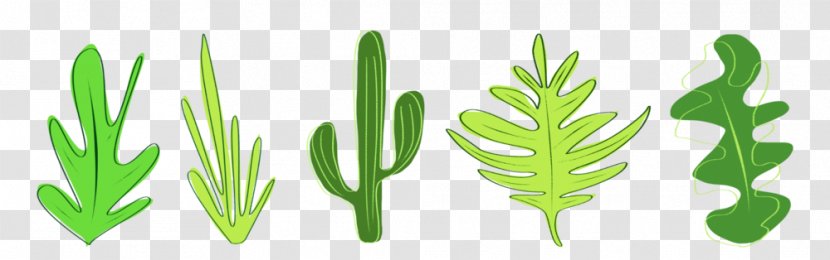 Animated Film Plants Leaf Morphing Vascular Plant - Plumeria 14 2 1 Transparent PNG