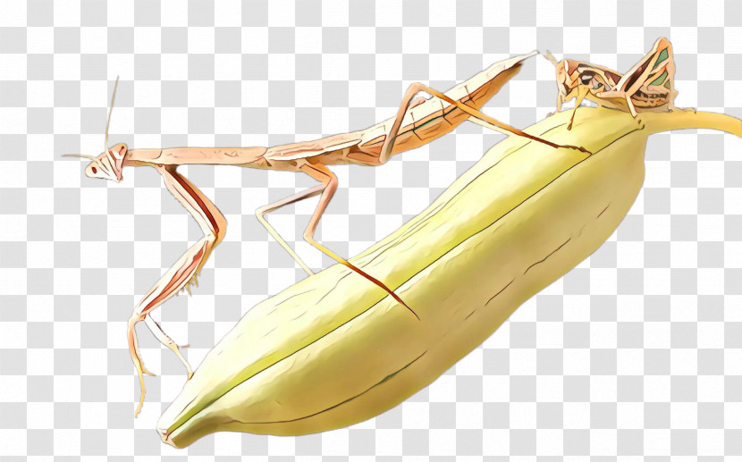 Mantidae Insect Nepenthes Plant Mantis Transparent PNG