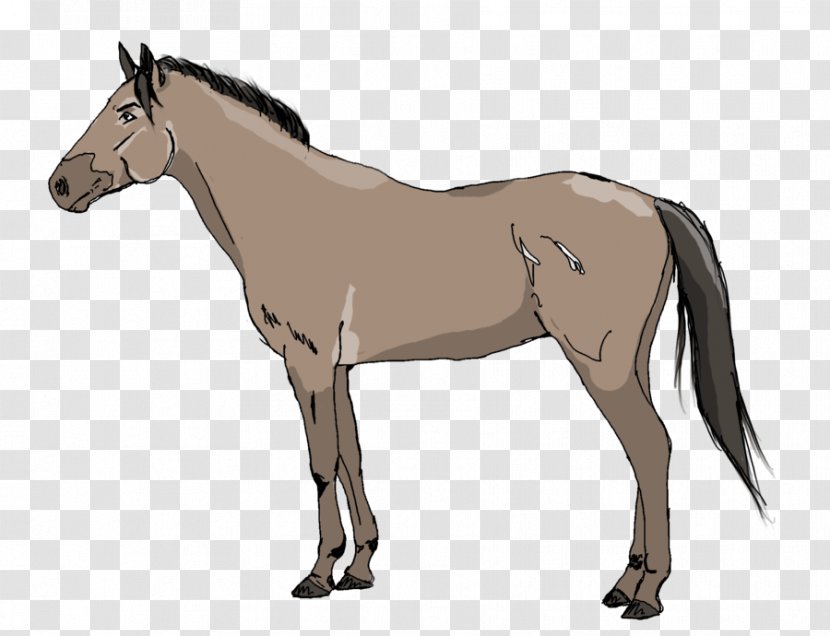 Mule Pony Foal Mustang Stallion - Mare Transparent PNG