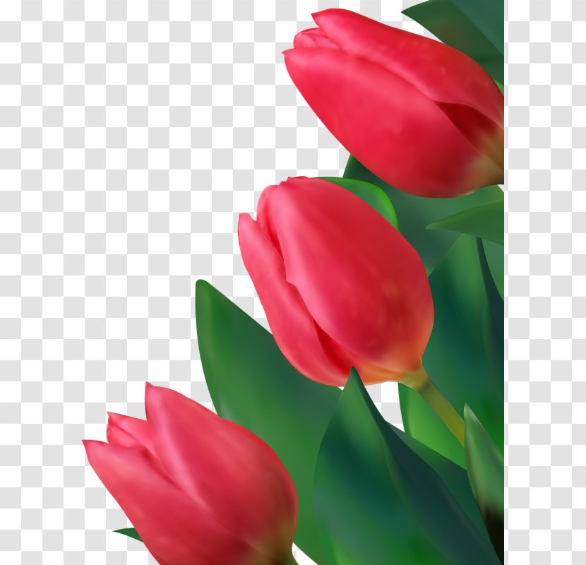 Euclidean Vector Tulip Flower - Plant Stem - There Are Water Drops Petals Transparent PNG