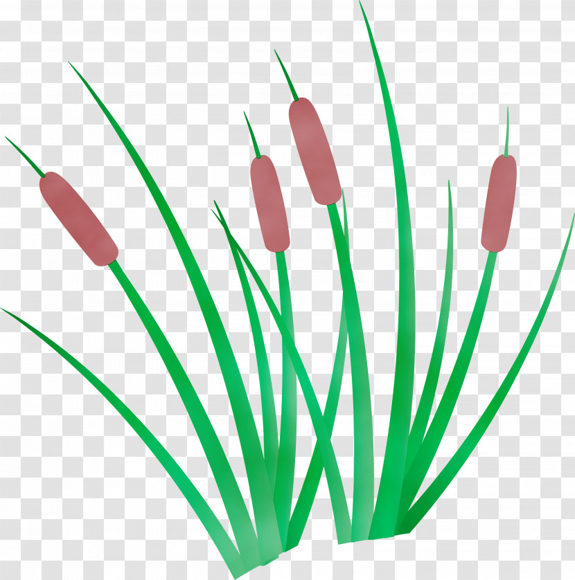 Plant Stem Flower Green Line Meter Transparent PNG