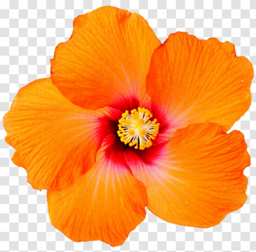 Shoeblackplant Hawaiian Hibiscus Clip Art Desktop Wallpaper Spider - Cartoon - Orange Flower Transparent PNG