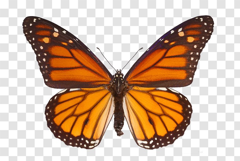 The Monarch Butterfly Milkweed Butterflies Clip Art - Arthropod Transparent PNG