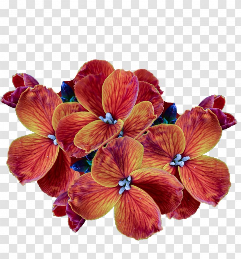 Cut Flowers Petal Clip Art - Flower Transparent PNG