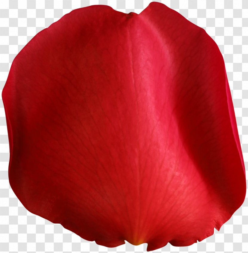 Clip Art - Red - Rose Petal Image Transparent PNG