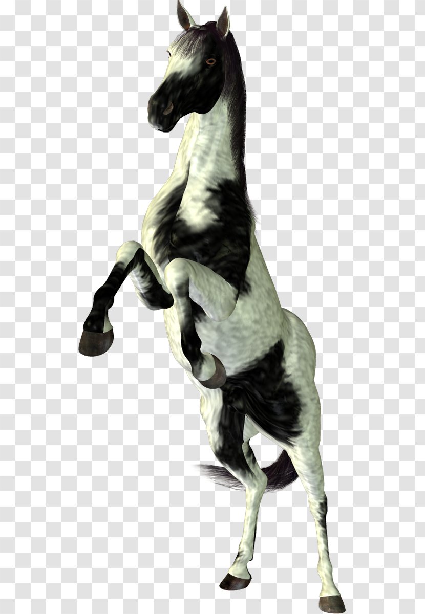 Stallion Mustang PhotoScape - Horse Transparent PNG