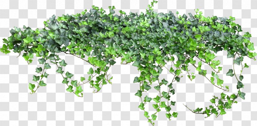 Texture Vine - Plant - Ivy Fairy Tale Transparent PNG