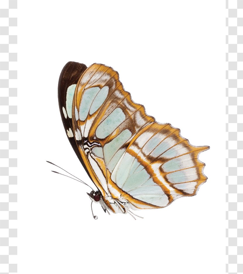 Monarch Butterfly JPEG Image - Moth Transparent PNG