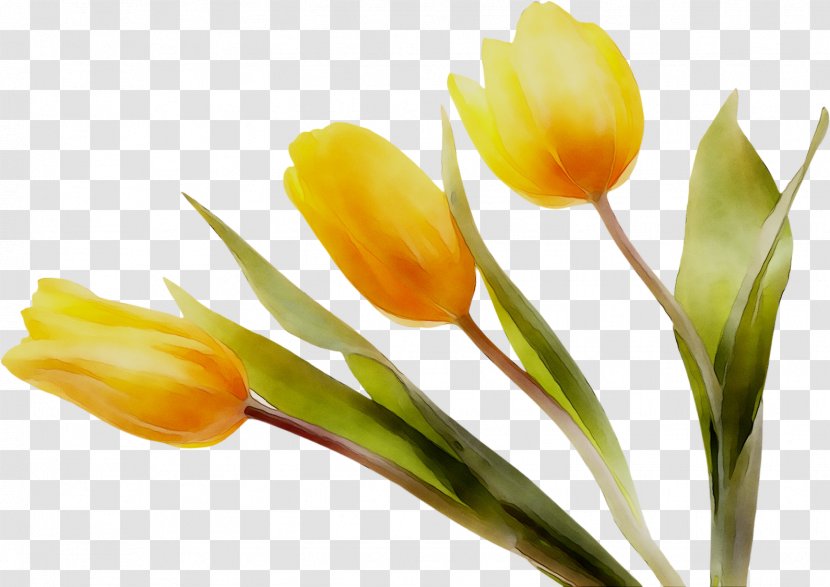 Tulip Yellow Plant Stem Crocus Plants - Petal Transparent PNG